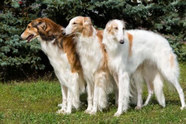Borzoi o levriero russo: tutto sul cane da caccia amato dagli zar