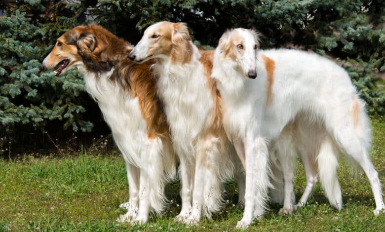 borzoi o levriero russo