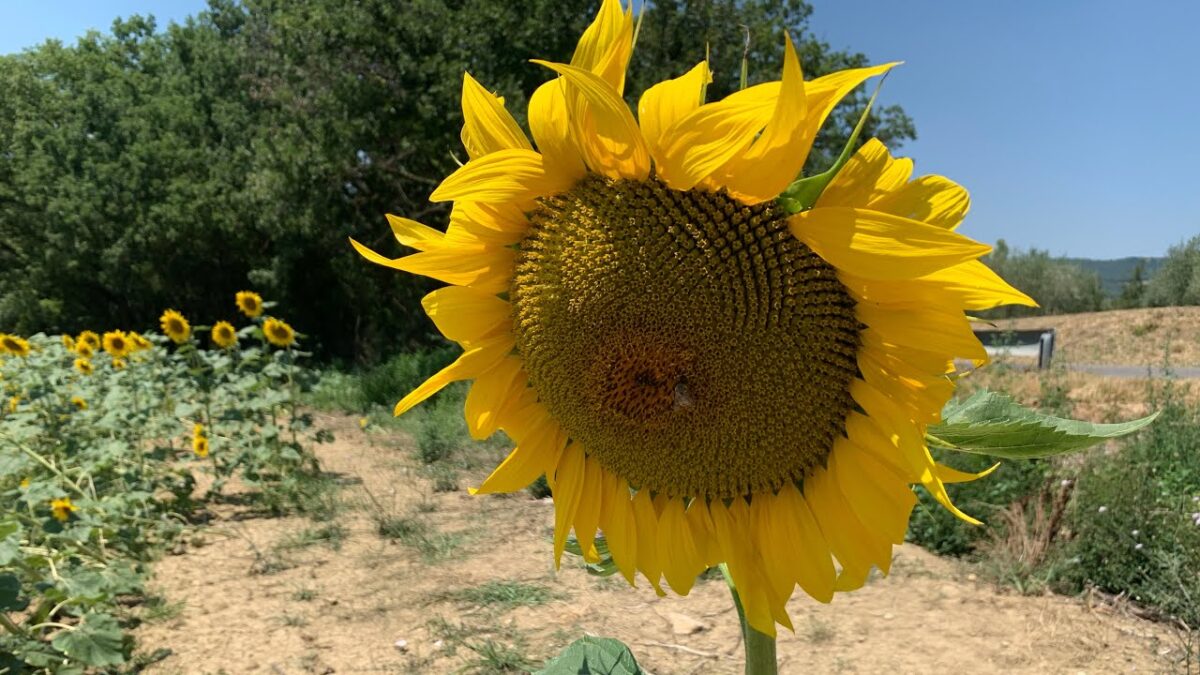 Perché i girasoli girano