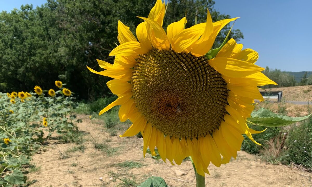 Perché i girasoli girano