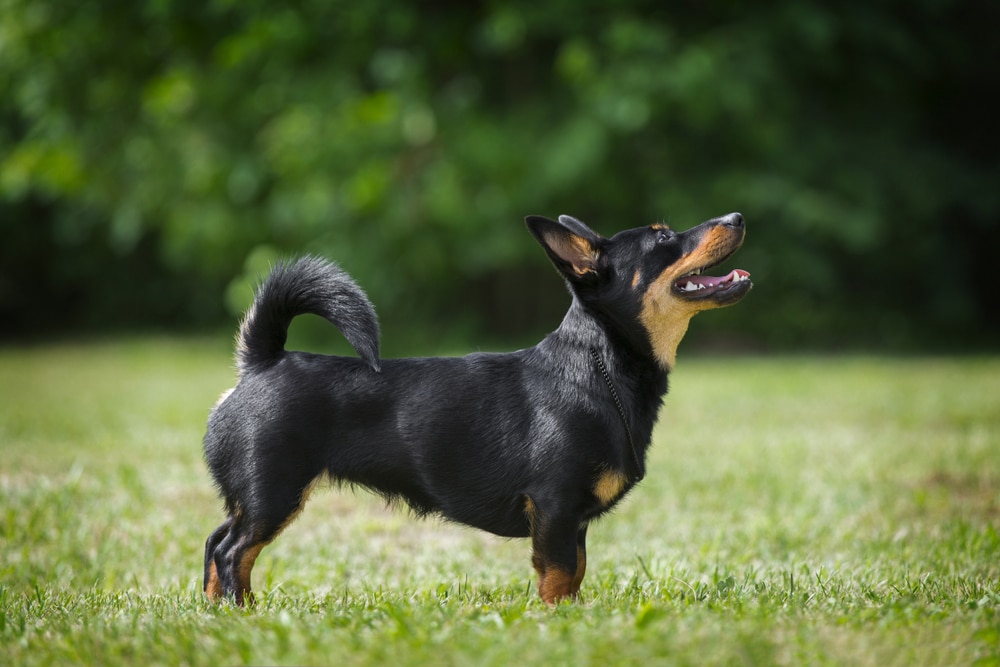 Lancashire Heeler origini, caratteristiche fisiche e temperamento