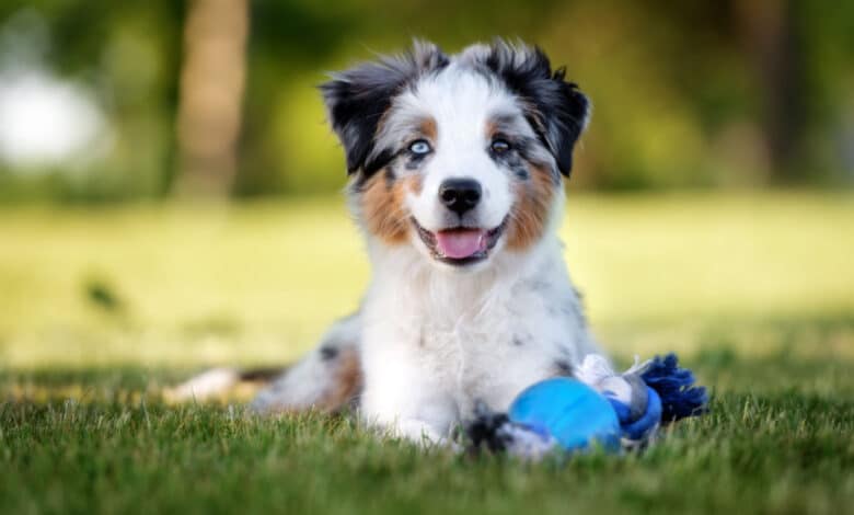 Miniature American Shepherd