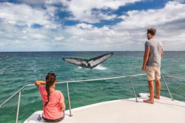 Tutto sul whale watching, l’osservazione dei cetacei nel loro ambiente