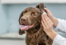 Come pulire le orecchie del cane