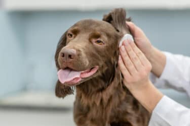 Come pulire le orecchie del cane in modo semplice e fai da te