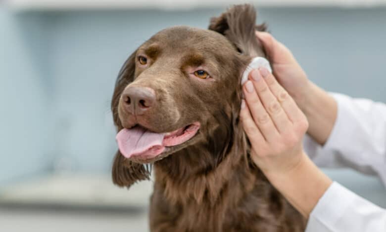 Come pulire le orecchie del cane