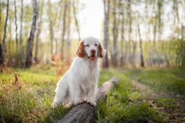 Clumber spaniel: un cane dalle origini contese, ancora poco diffuso