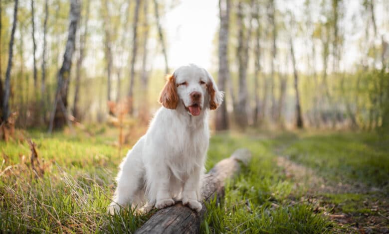 clumber spaniel