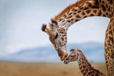 La girafe, le mammifère le plus grand du monde