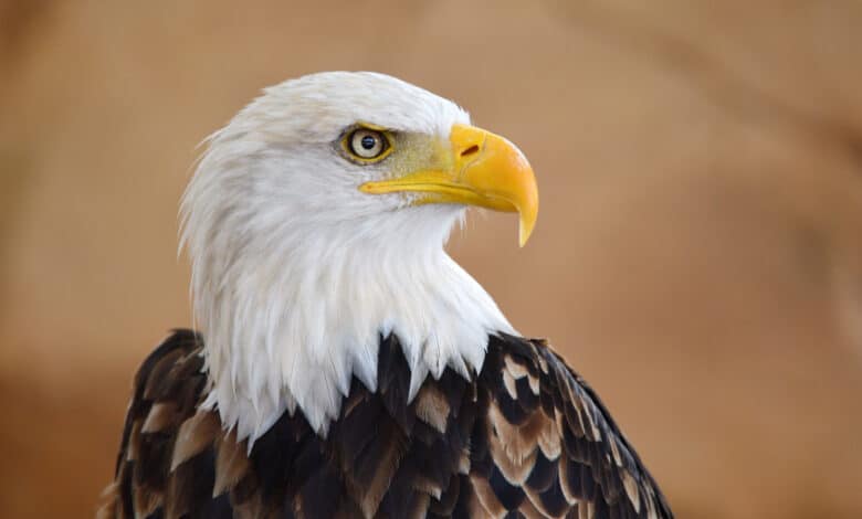 aquila dalla testa bianca