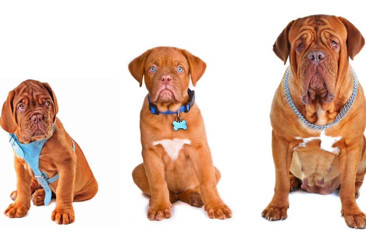 Come calcolare l'età del cane