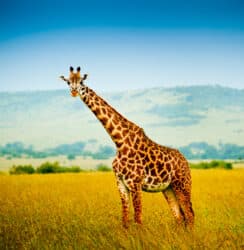 Anche le giraffe sono a rischio estinzione