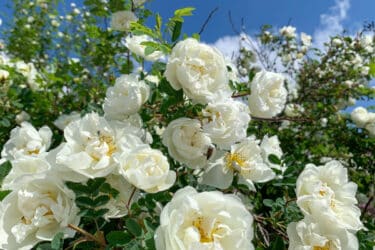 Rose bianche: significato e coltivazione di questi fiori