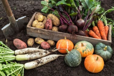 Quello che possiamo coltivare nell’orto in autunno: verdure ed erbe aromatiche al top