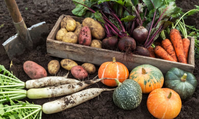 coltivare nell'orto in autunno