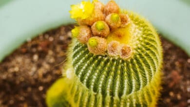 Notocactus leninghausii inermis