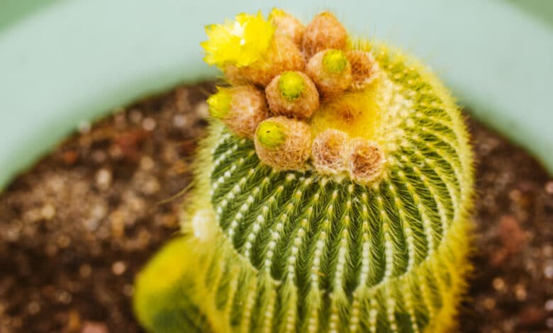 Notocactus leninghausii inermis