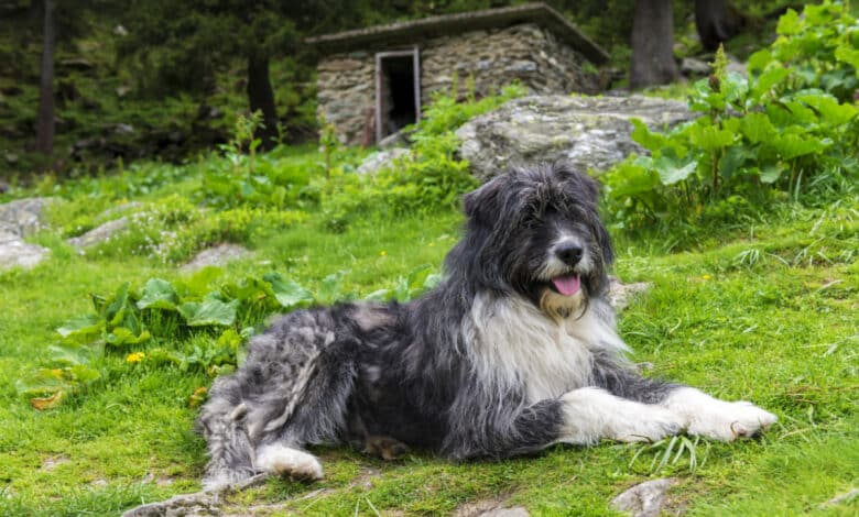 Pastore rumeno o Ciobănesc Românesc Mioritic