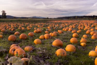 Pumpkin patch in Italia: una selezione da Nord a Sud