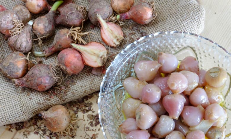 Bulbi da mangiare: il lampascione