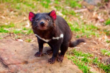 Tutto sul Diavolo della Tasmania, il famoso marsupiale a rischio di estinzione