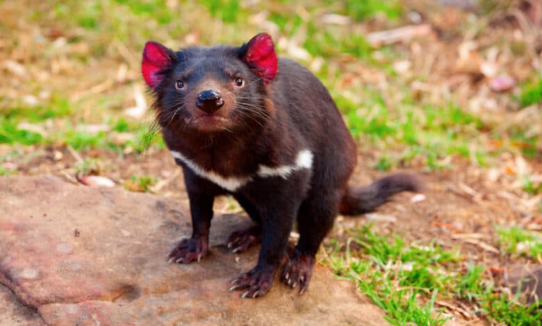 Diavolo della Tasmania