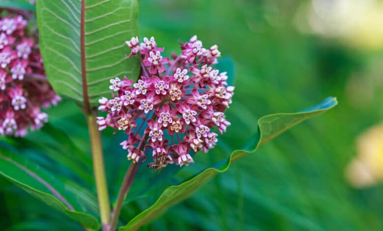 Asclepias syriaca