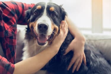 Antiparassitari per cani: come orientarsi? La guida pratica