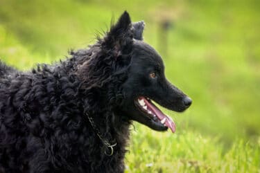 Cane da pastore croato: perfetto cane da guardia ed anche di compagnia