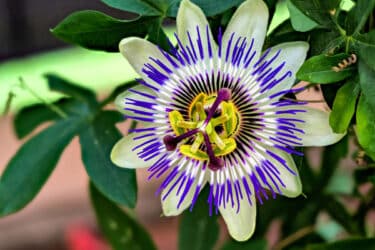 Passiflora caerulea: il “fiore della passione” che possiede anche benefiche proprietà
