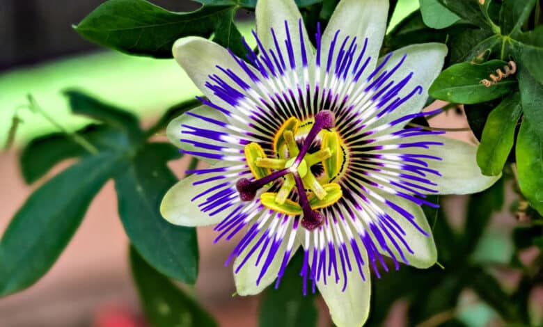 passiflora caerulea