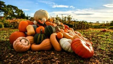 tipi di zucca