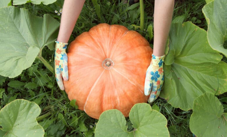 Come coltivare la zucca