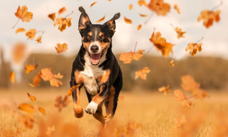 Bovaro dell'Appenzell / Appenzeller Sennenhund