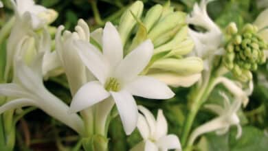 tuberosa
