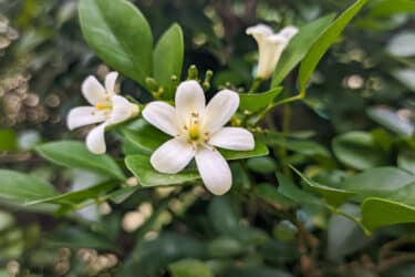 Murraya : la plante aux petites fleurs blanches qui sentent les agrumes