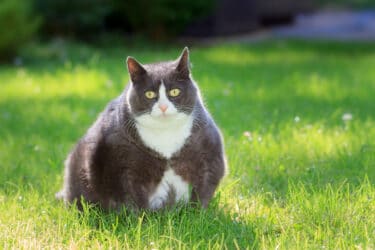 Quanto deve pesare un gatto? Qual è il suo peso ideale?