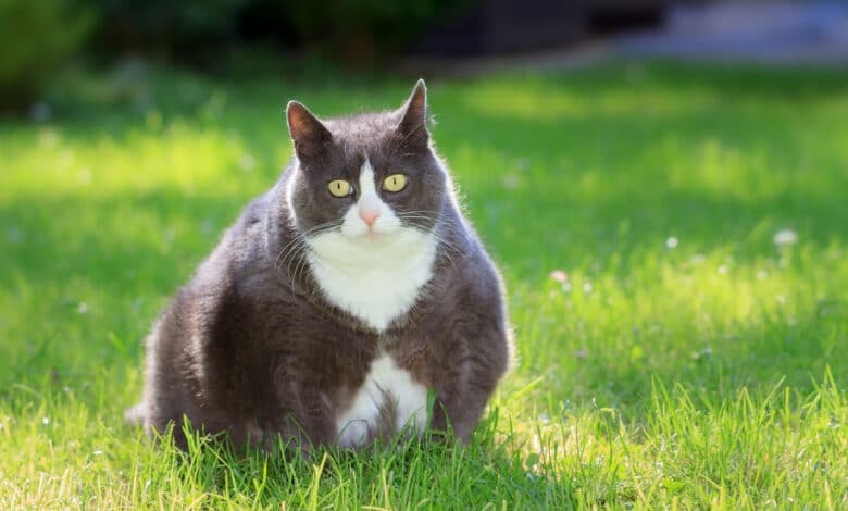 Quanto deve pesare un gatto