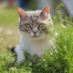Perché i gatti mangiano l’erba a volte?