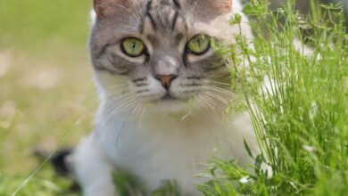 Perché i gatti mangiano l'erba