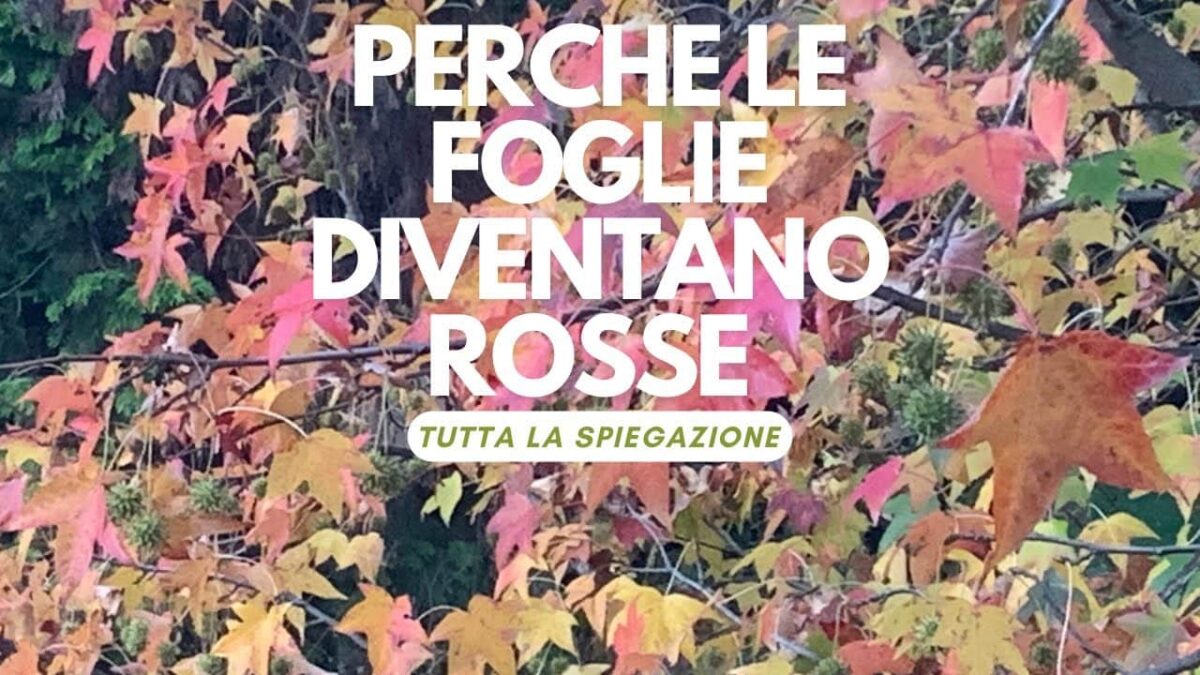 Perché in autunno le foglie diventano rosse