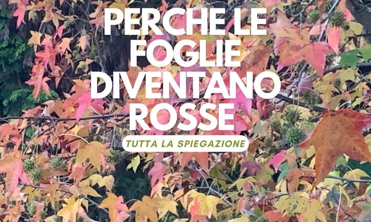 Perché in autunno le foglie diventano rosse