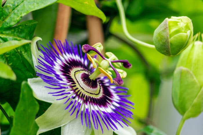 passiflora caerulea : fleur