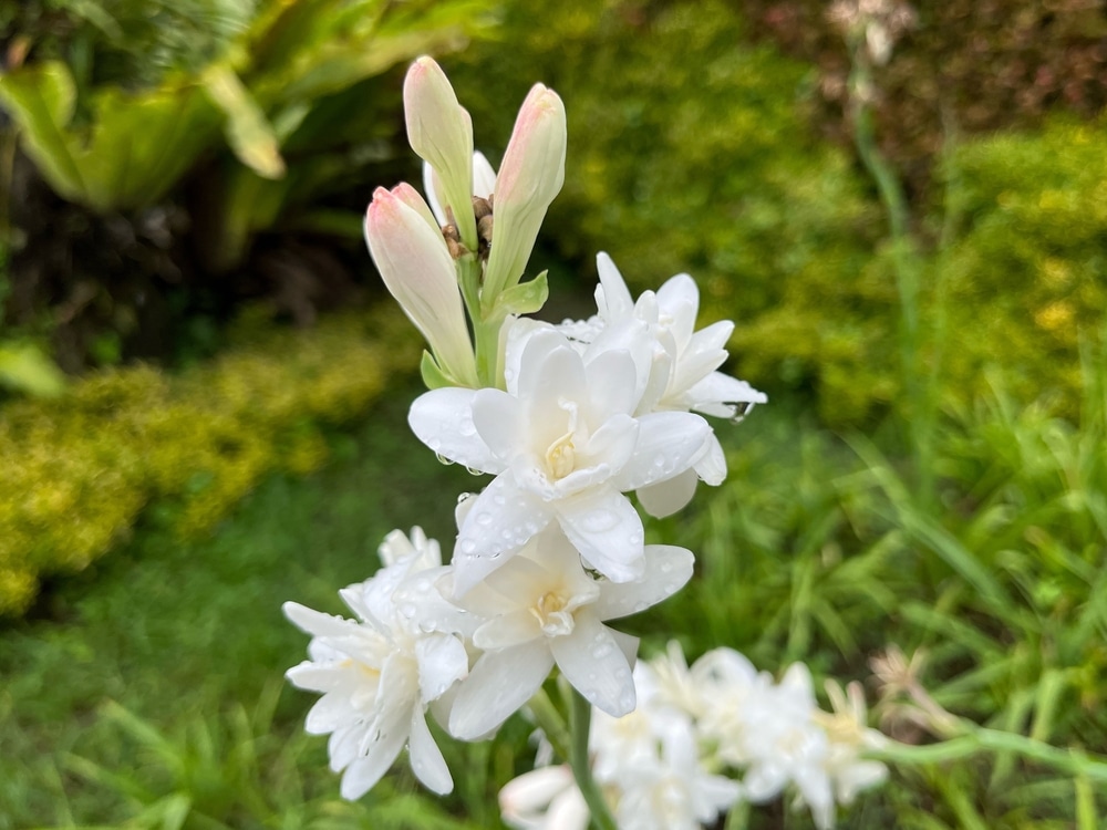 12 Bulbi Di Iris Tectorum - Fiori Perenni Per Giardino Primaverile - Foto 8