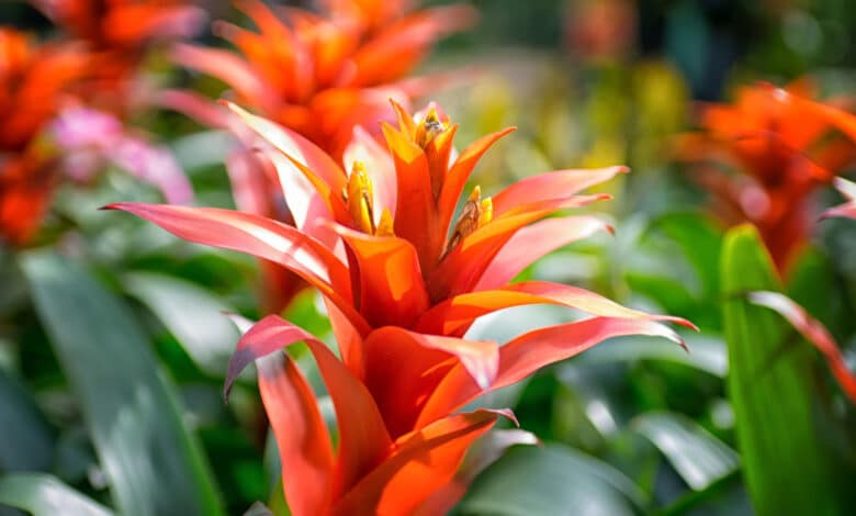 bromelia