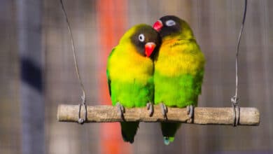 pappagalli inseparabili