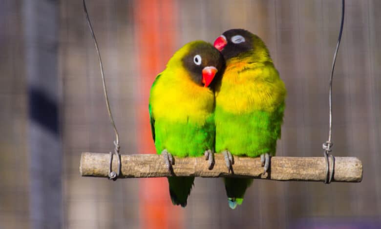 pappagalli inseparabili