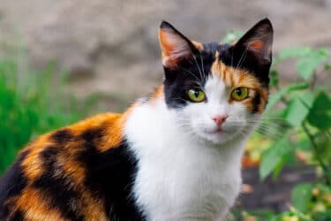 Le chat calico, le mignon chat tricolore qui capte l'imagination