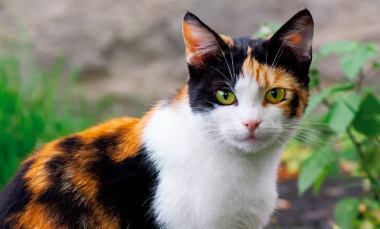 gatto calico