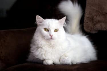 Chat blanc : un félin élégant et fragile qui nécessite une attention particulière